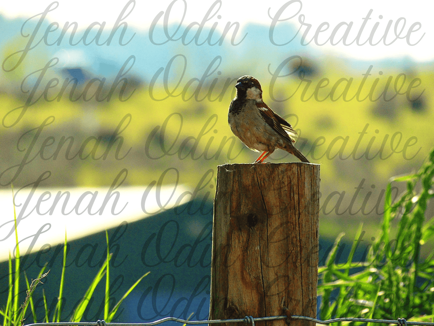 The Birds #6