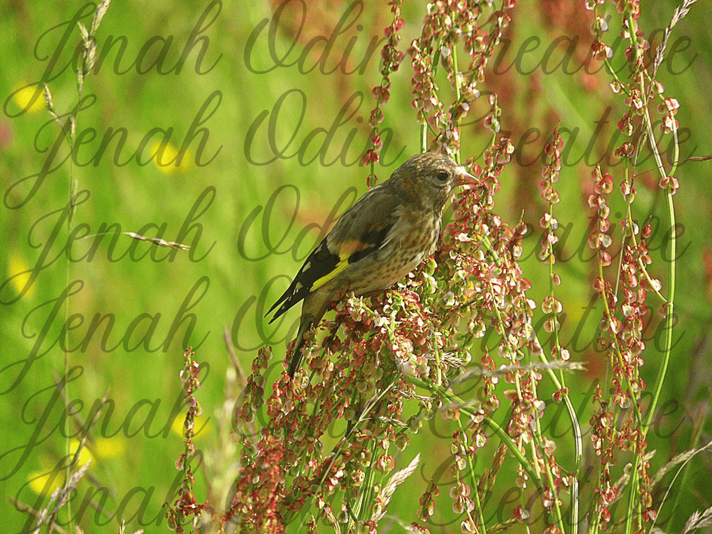 The Birds #2