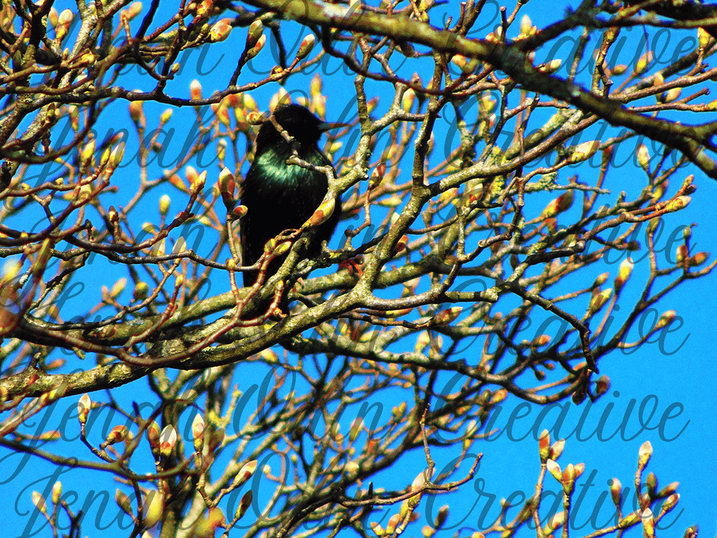 The Birds #1
