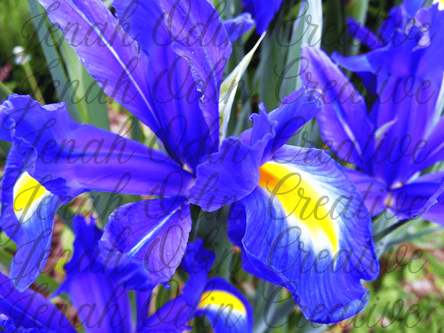 The Blue Iris #1
