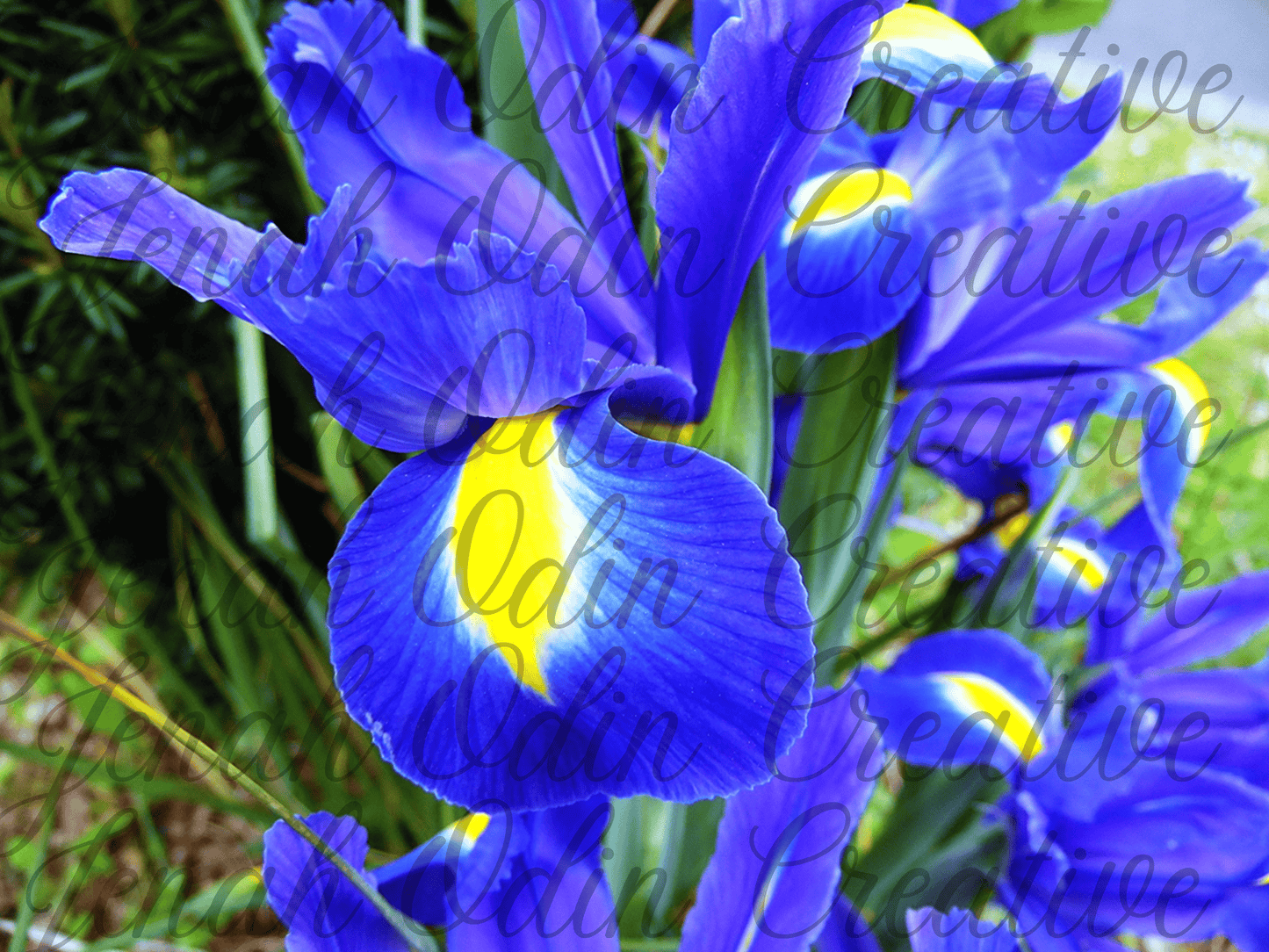The Blue Iris #2