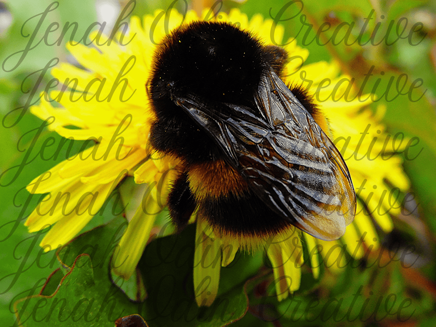 The Bumblebee