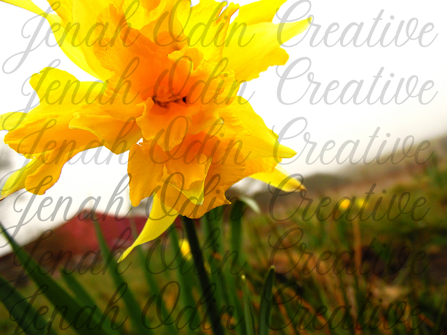 The Daffodil