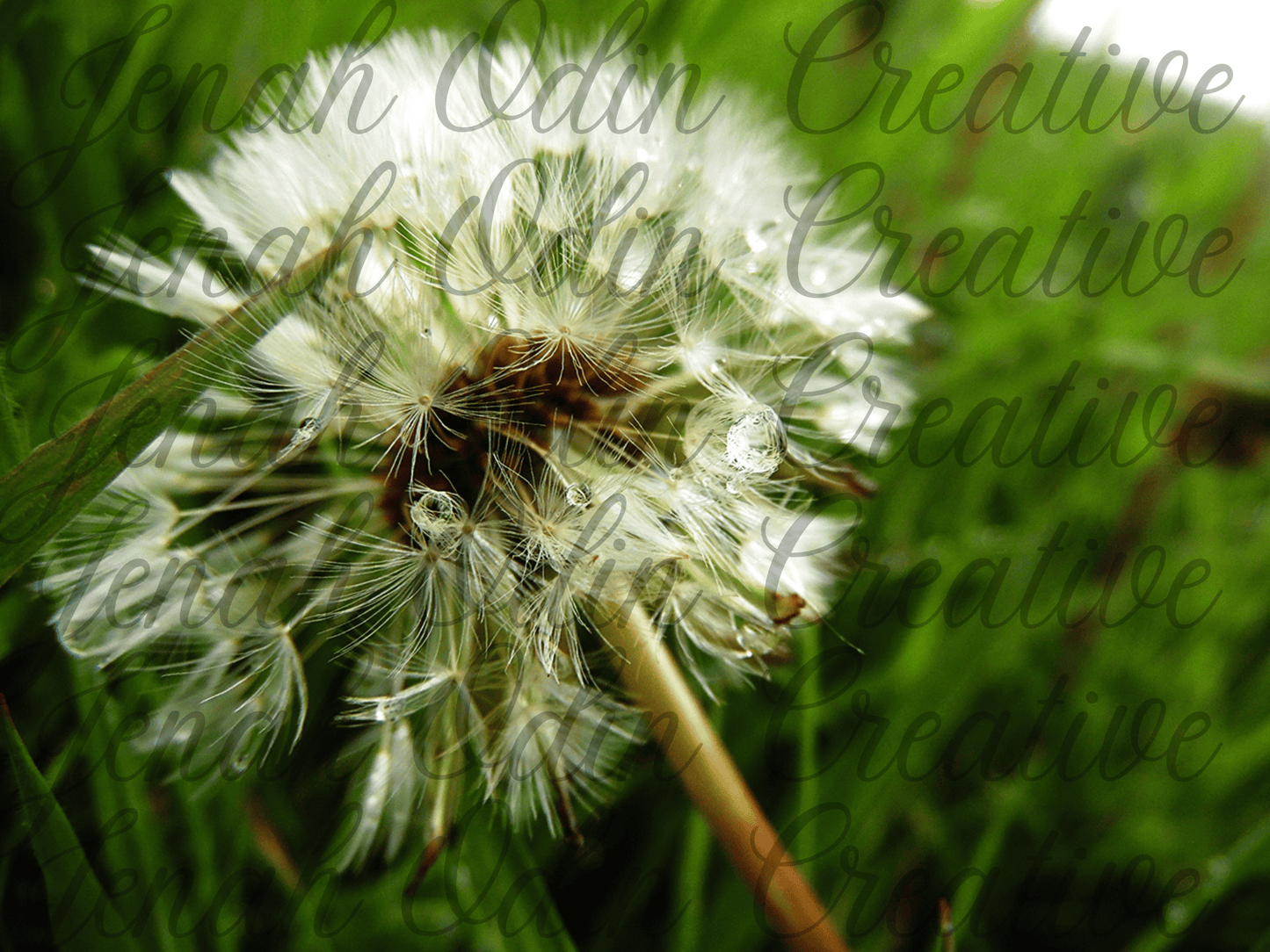 The Dandelion #1
