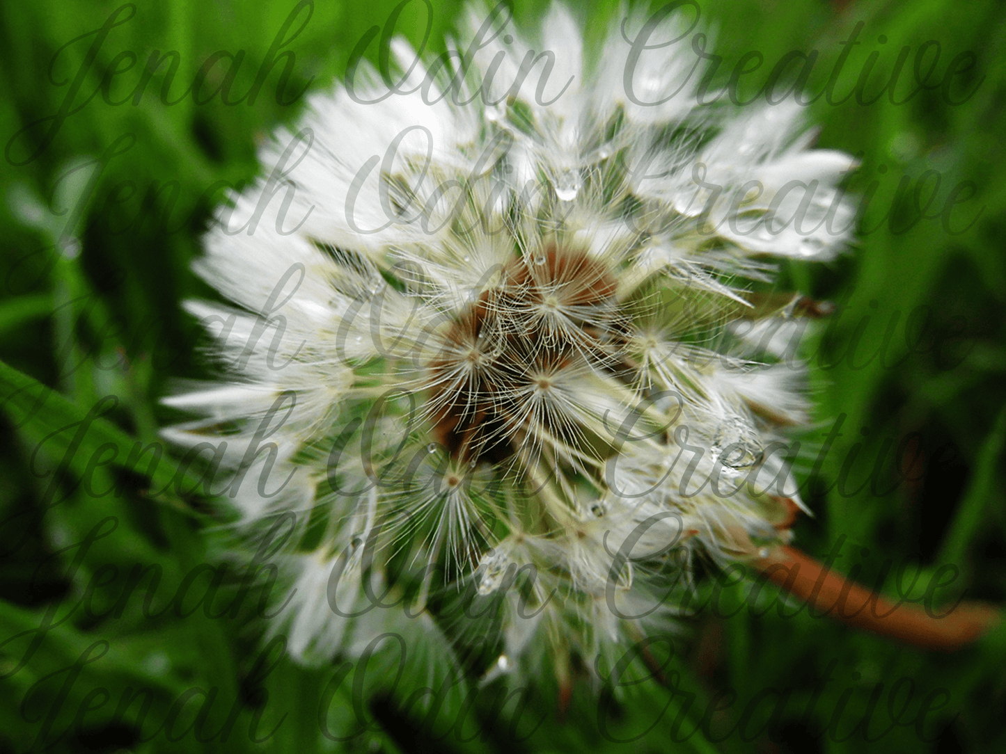 The Dandelion #2