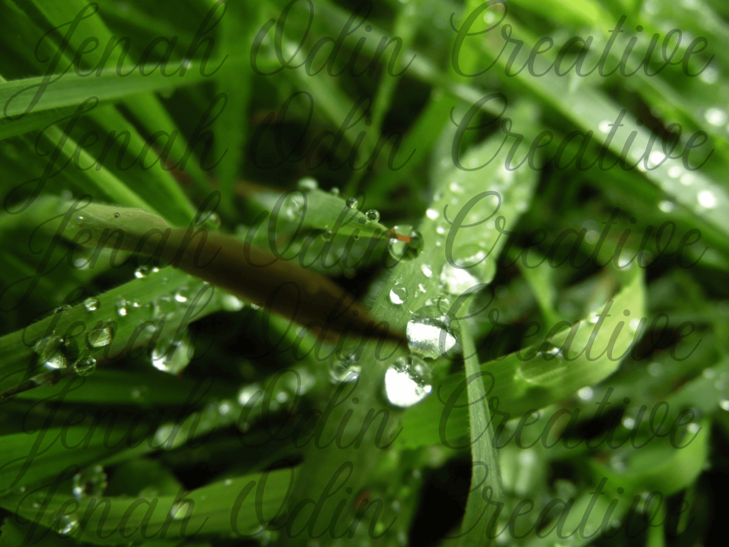 The Dew Drop #3