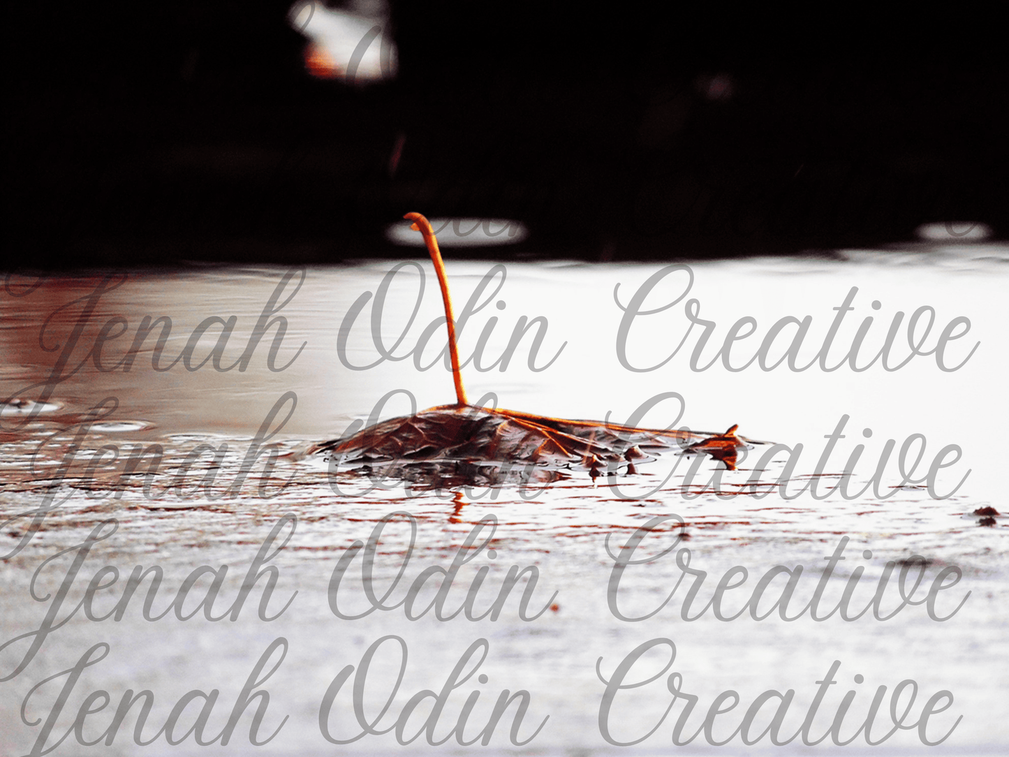 The Fallen Leaf #6