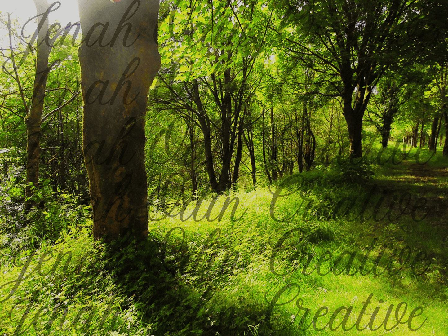 The Forest Walk