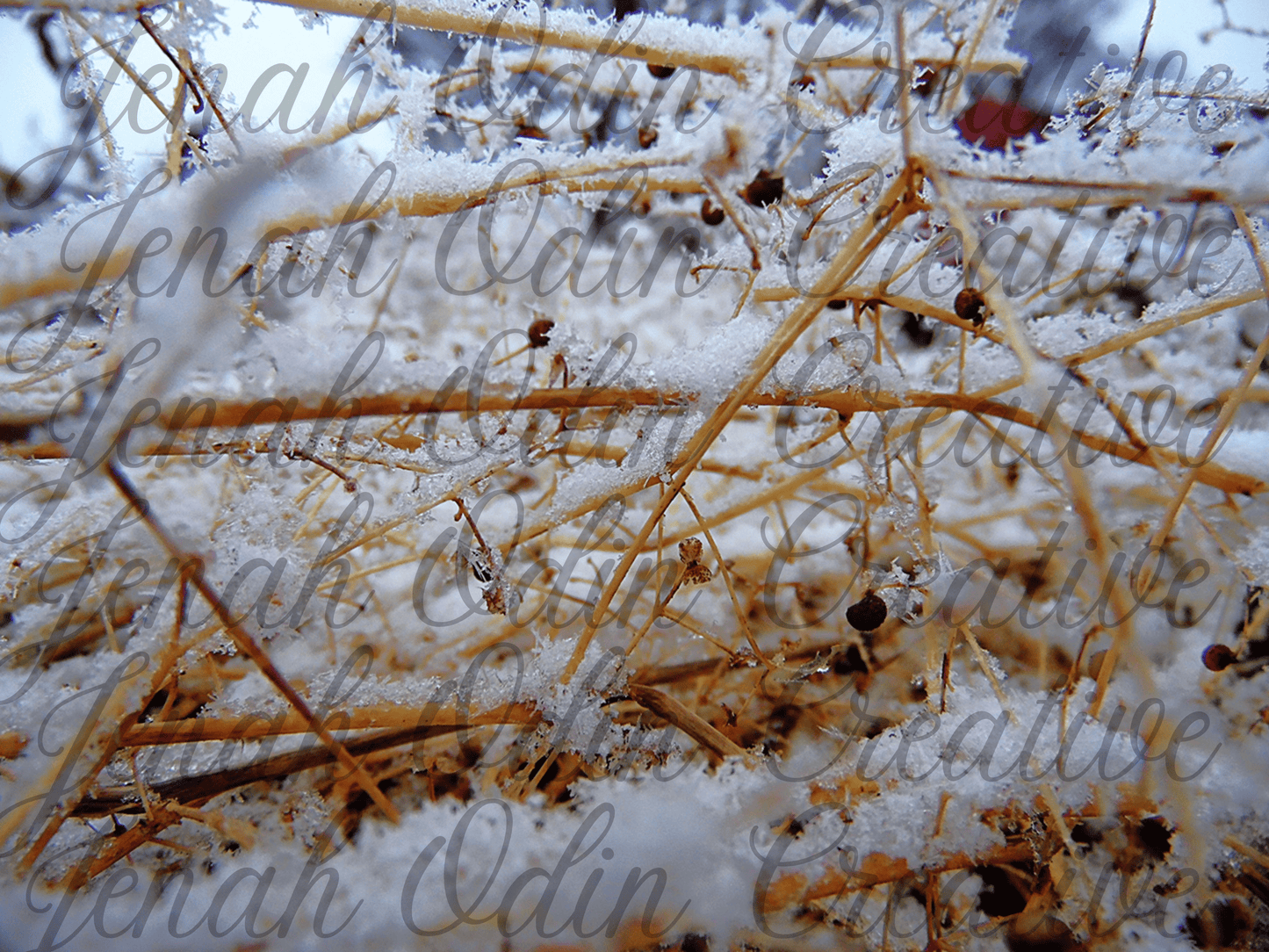 The Frost #8