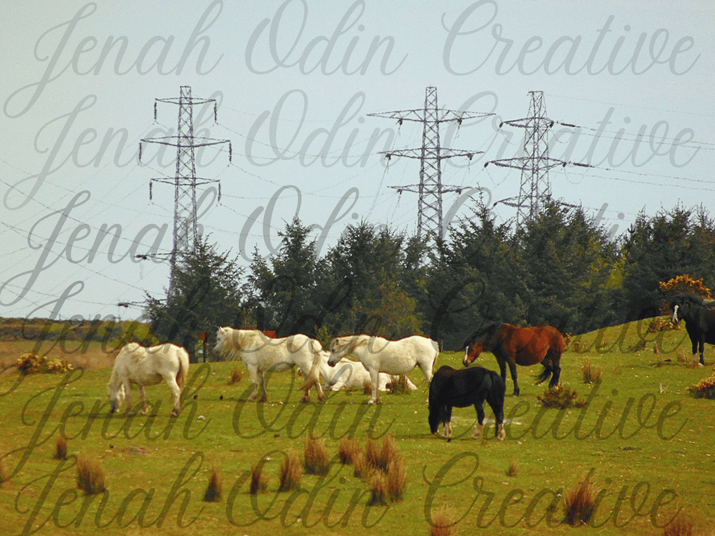 The Herd