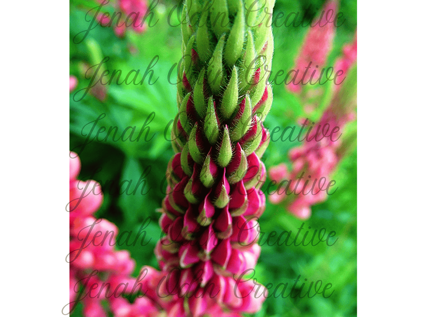 The Lupine