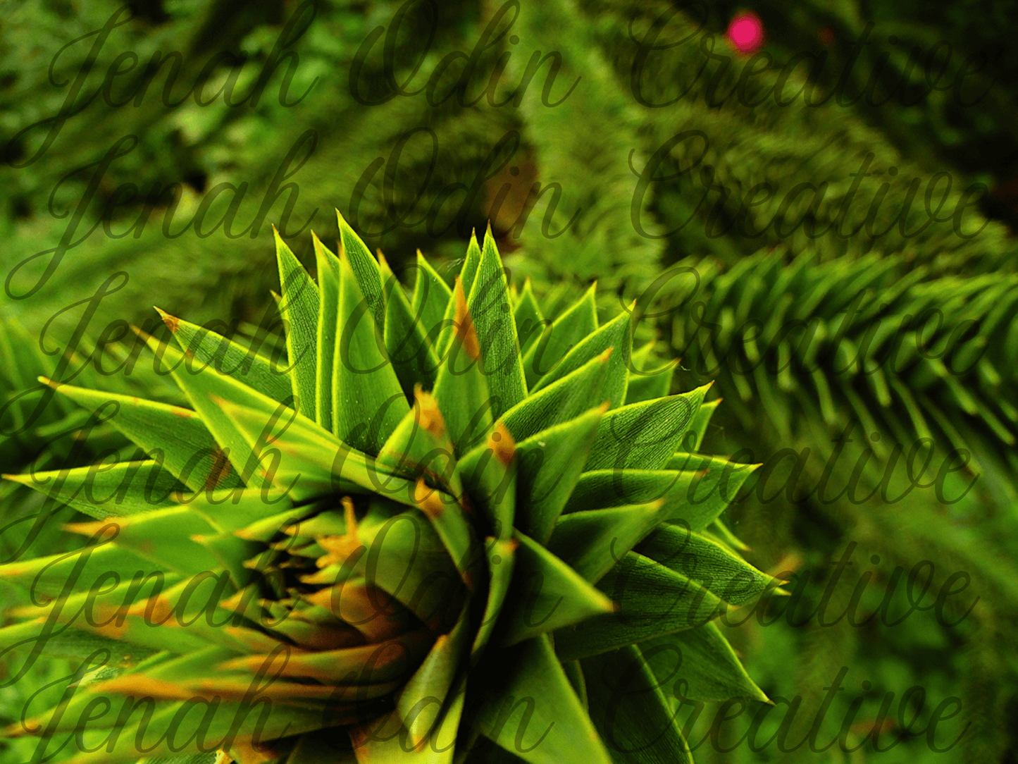 The Monkey Puzzle Tree
