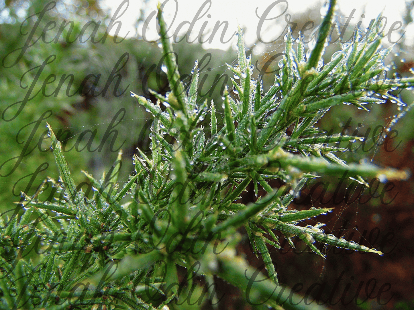 The Natural Spindle
