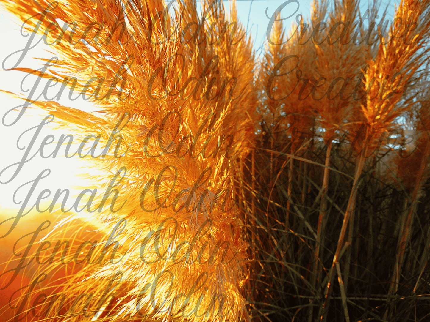 The Pampas #2