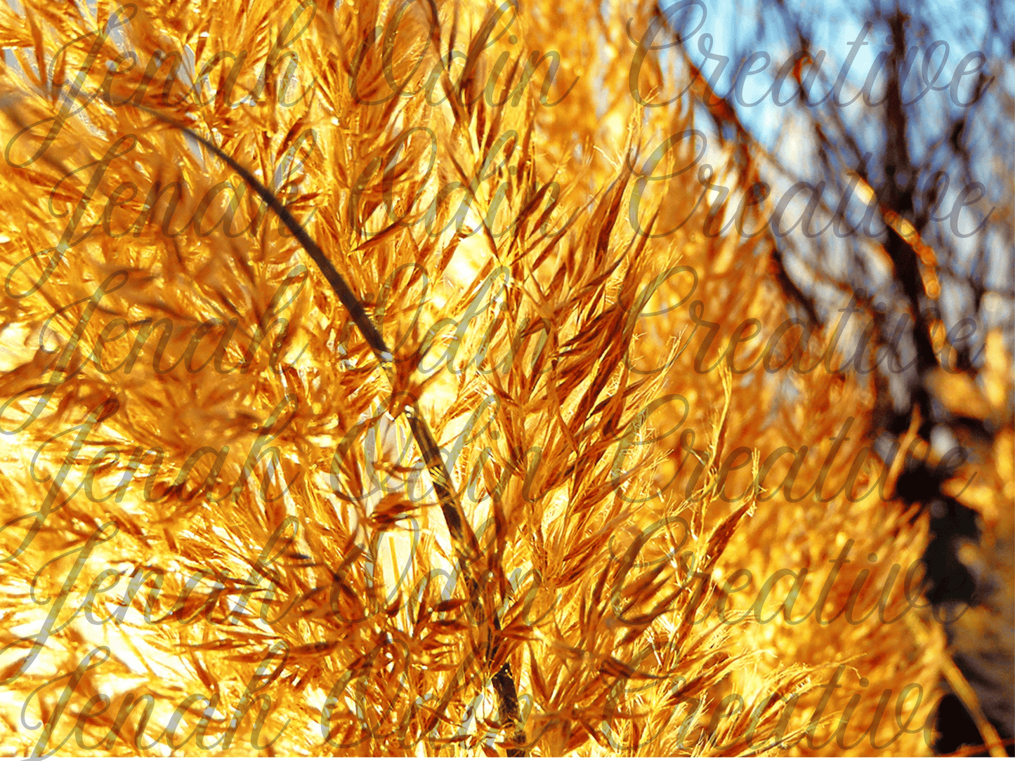The Pampas #6