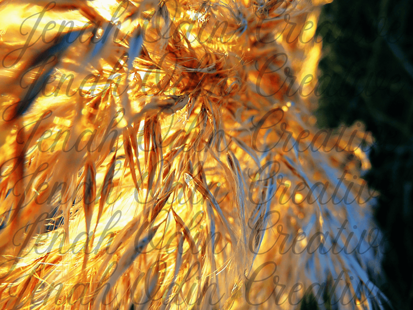 The Pampas #4