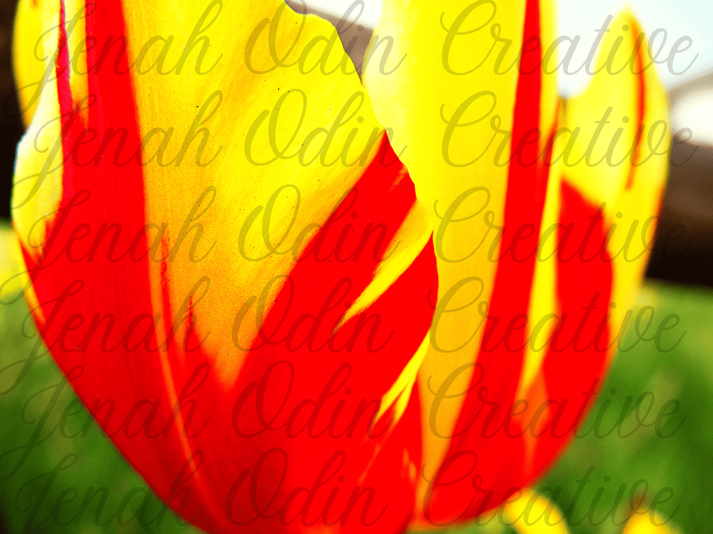 The Tulip #2