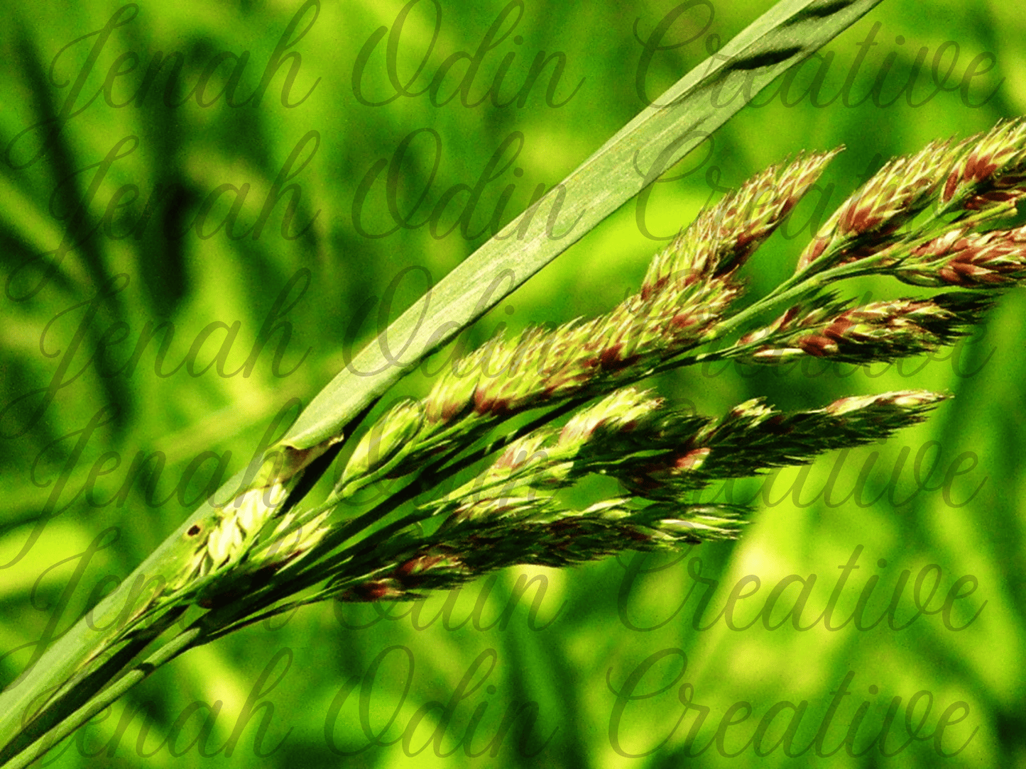 The Wheat #2