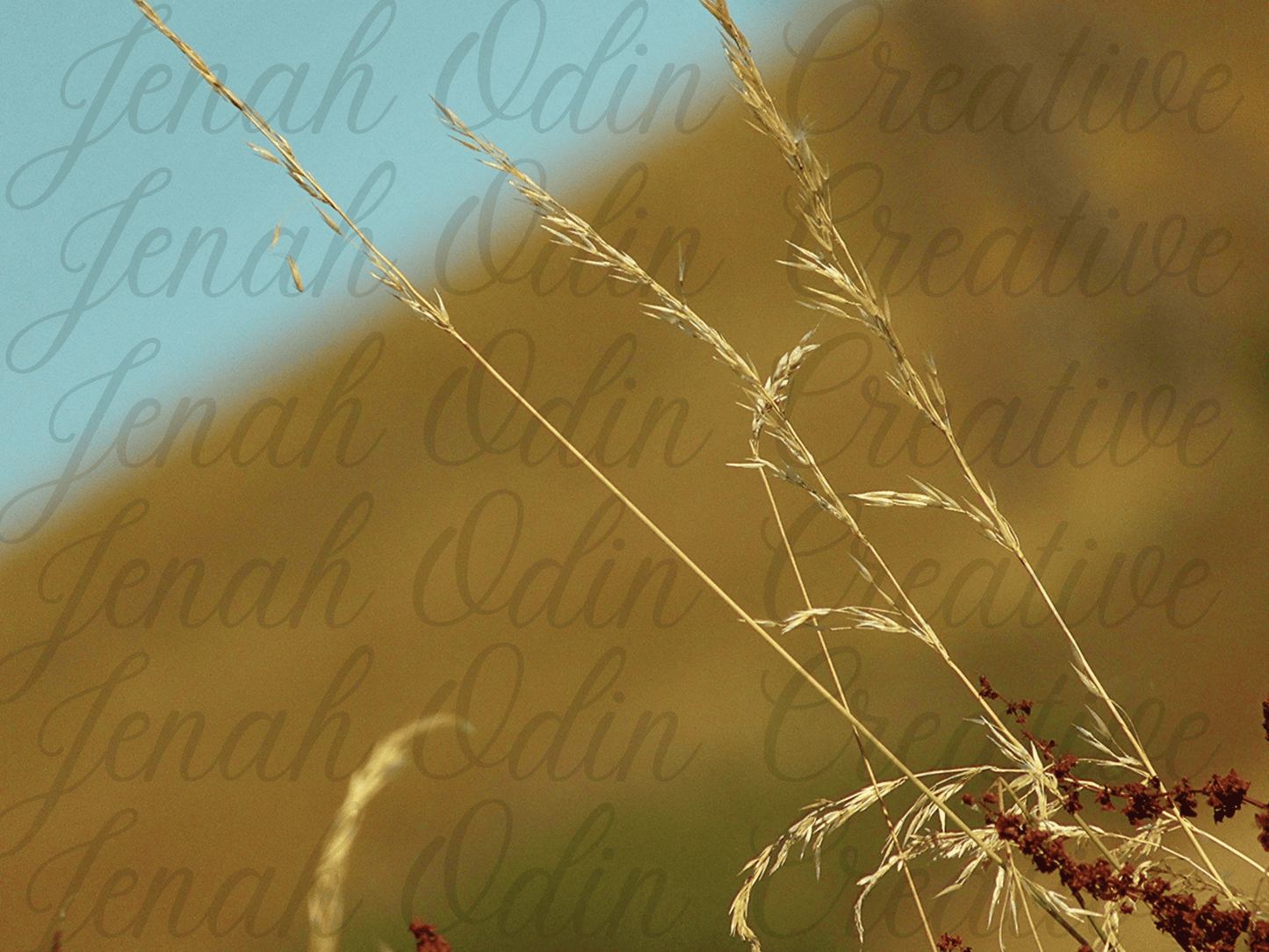 The Wheat #1