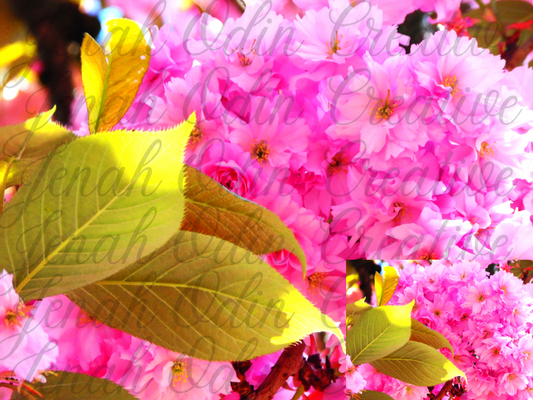 The Kanzan Cherry Blossom