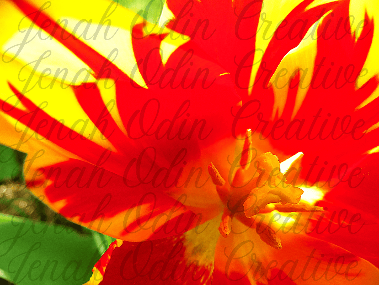 The Tulip #1
