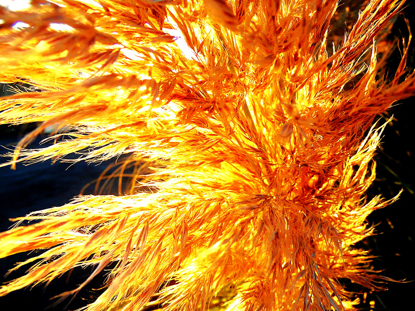 The Pampas #12