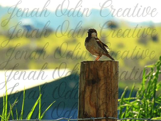 The Birds #6