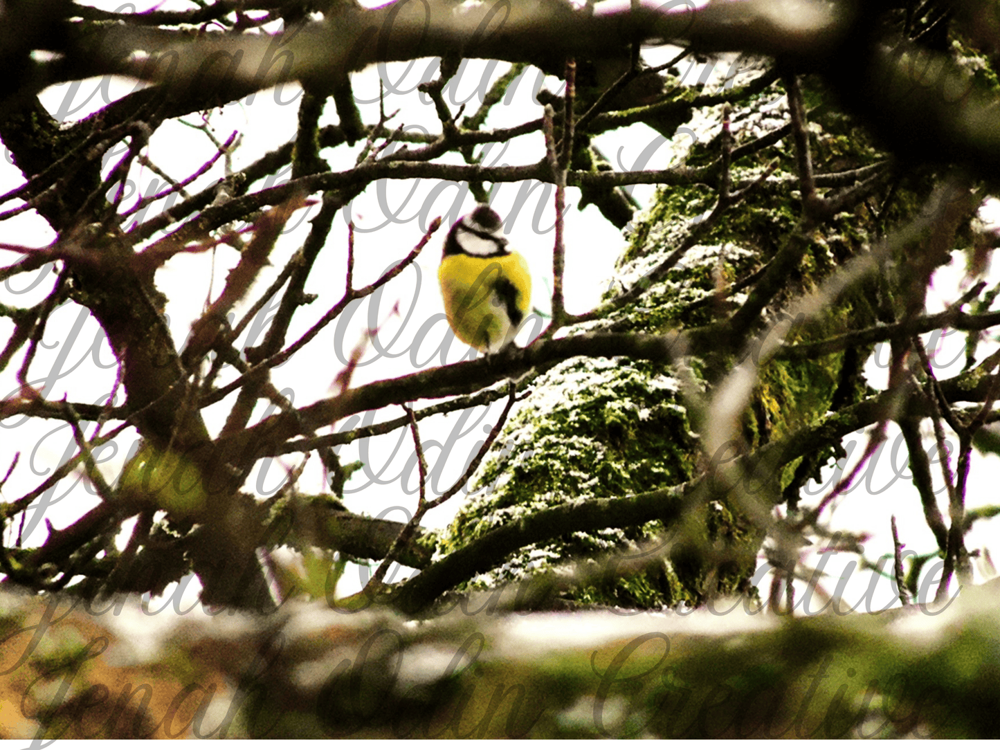 The Birds #3