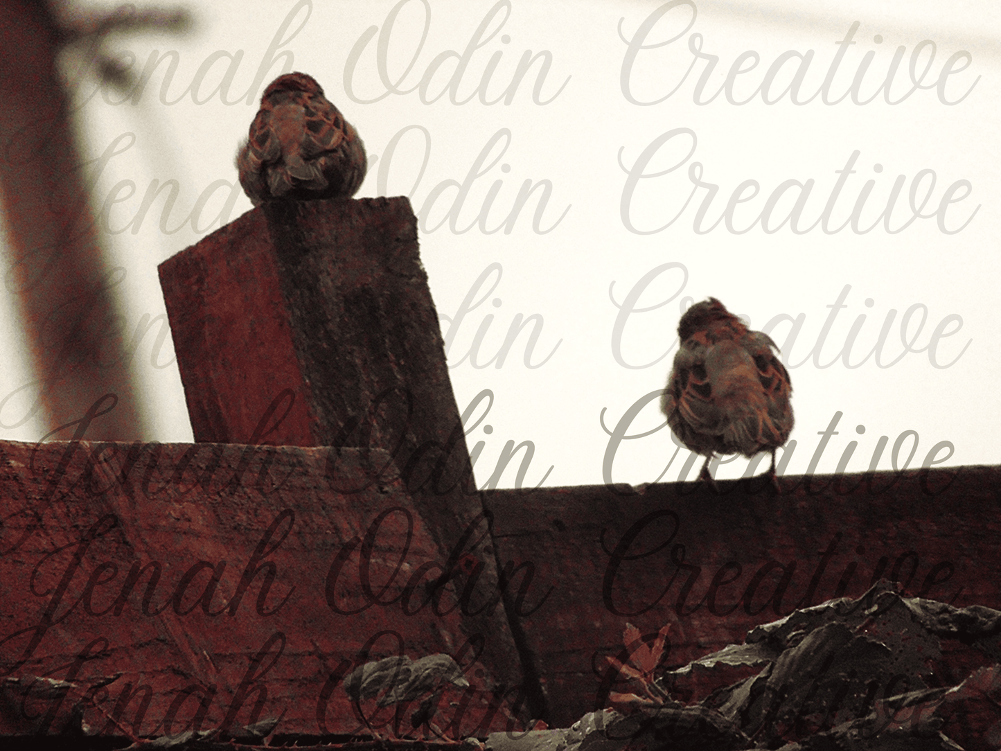 The Birds #4