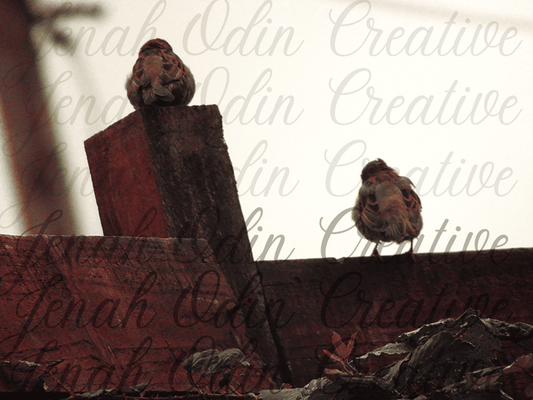The Birds #4
