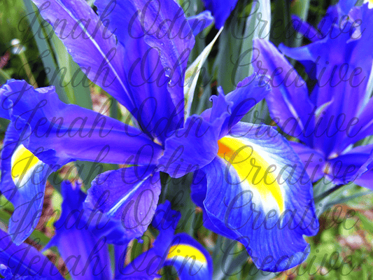 The Blue Iris #1