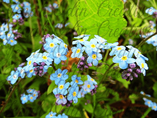 The Forget-Me-Nots