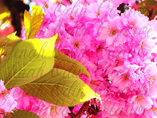The Kanzan Cherry Blossom