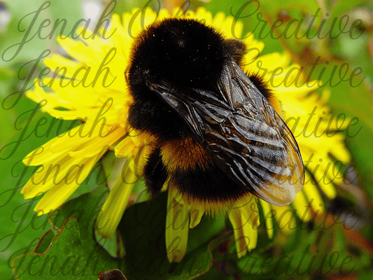 The Bumblebee
