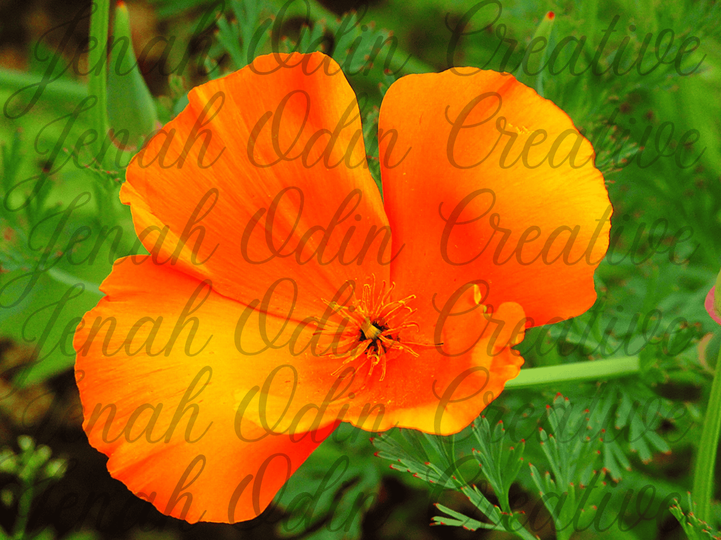The California Poppy