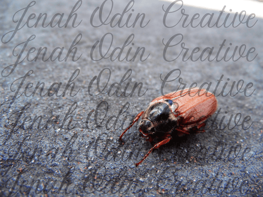 The Cockchafer