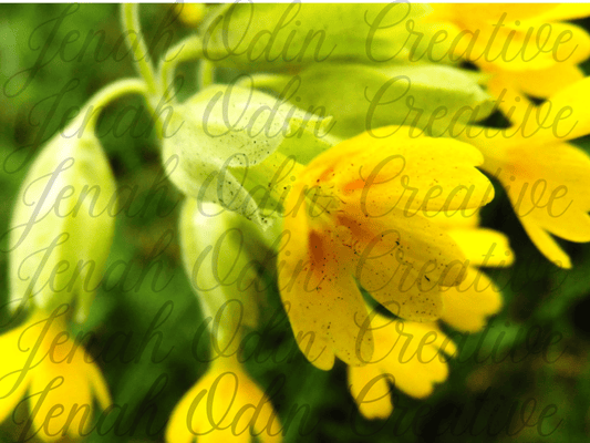 The Cowslip
