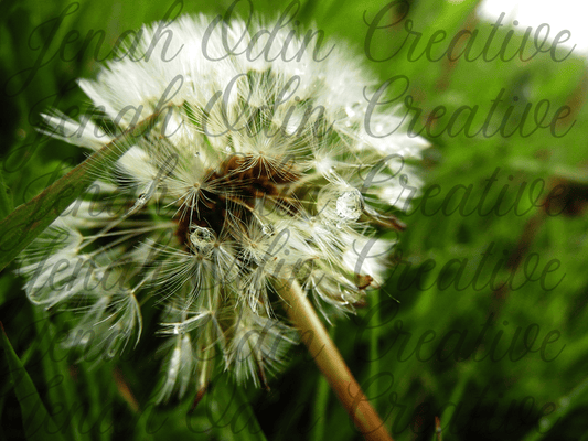The Dandelion #1