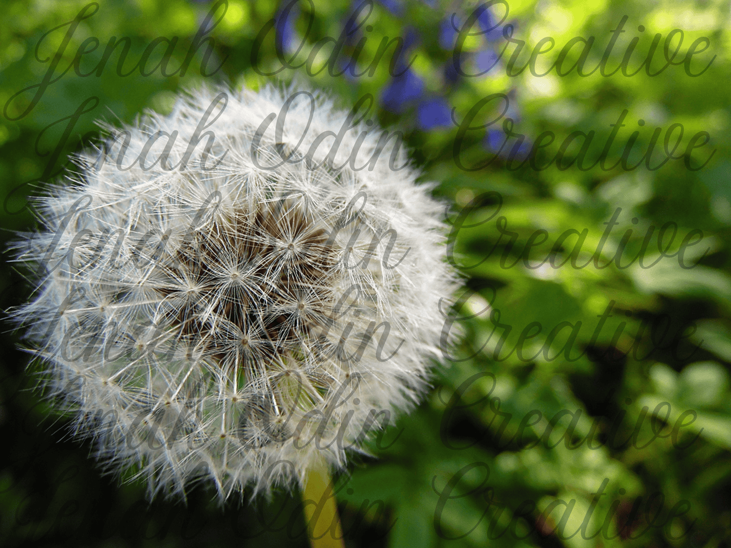 The Dandelion #3