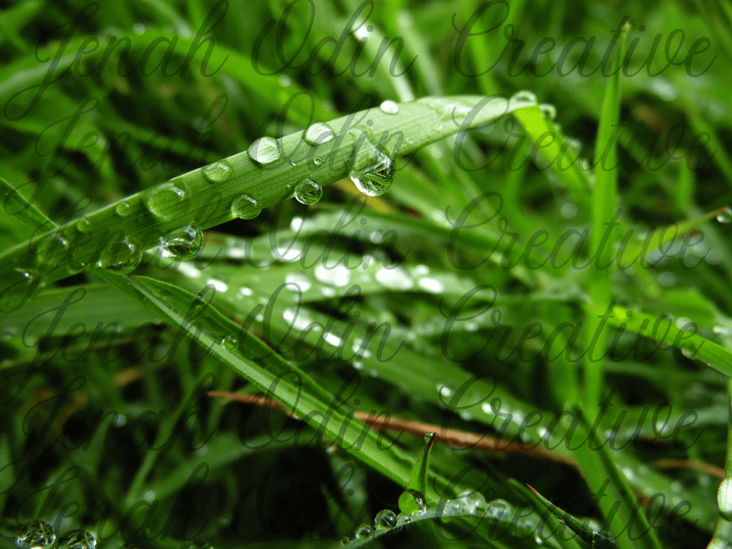 The Dew Drop #2