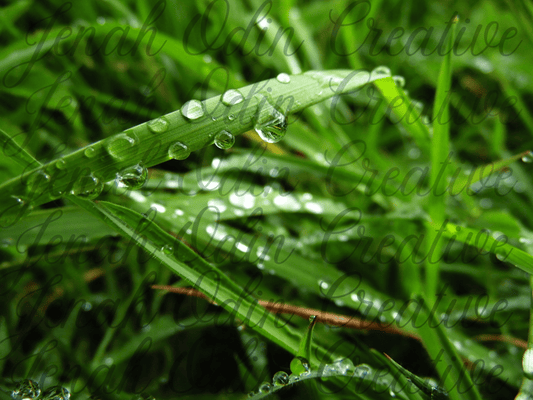 The Dew Drop #2