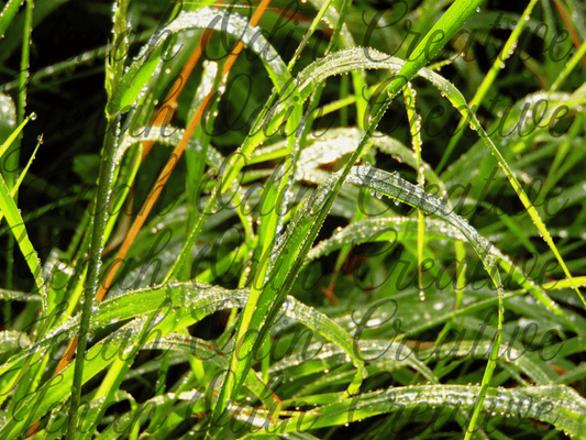 The Dew Drop #4