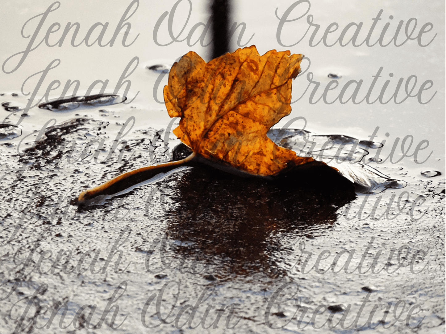 The Fallen Leaf #5