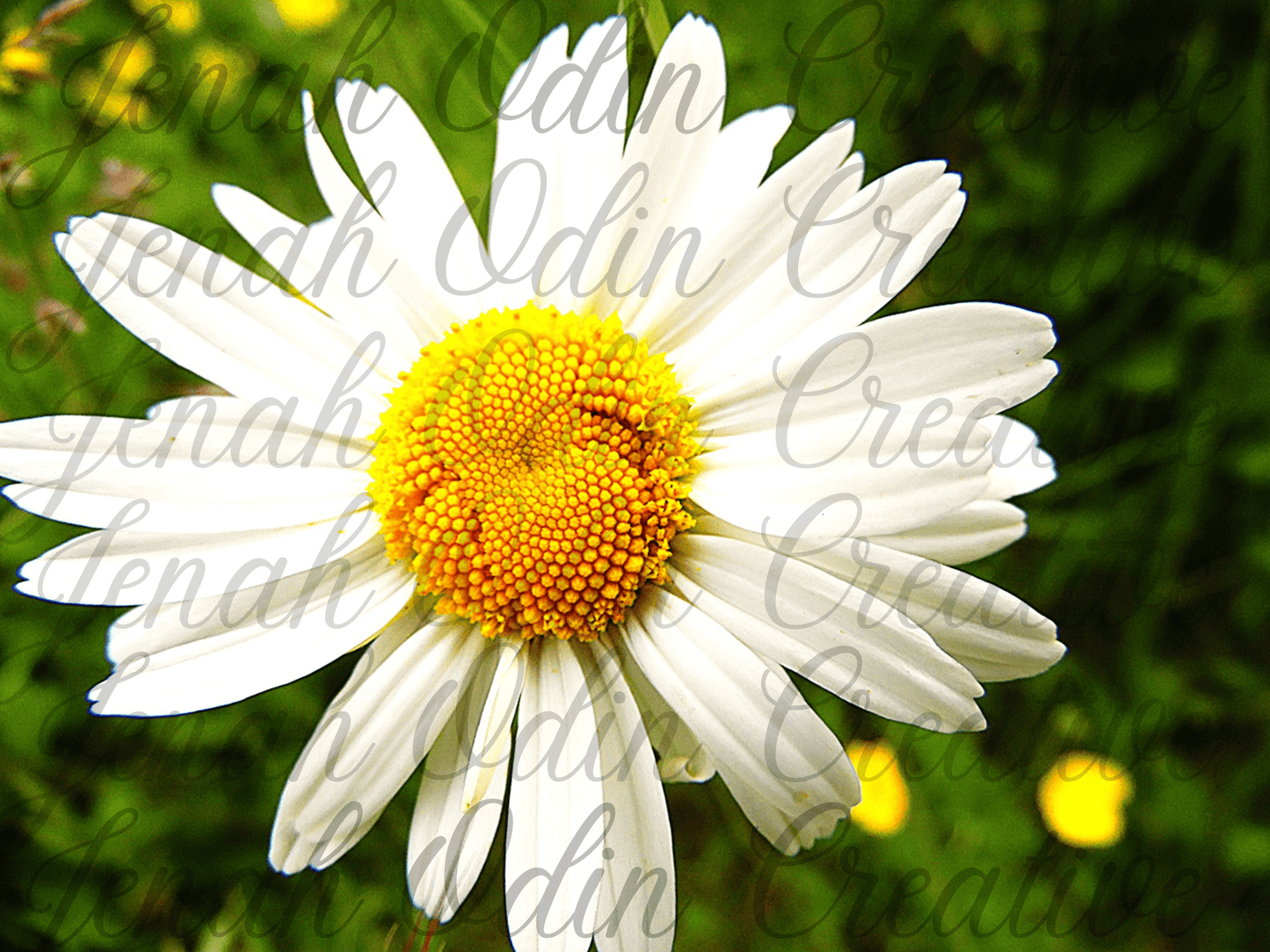 The Giant Daisy
