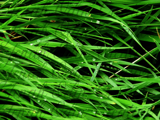 The Dew Drop #1