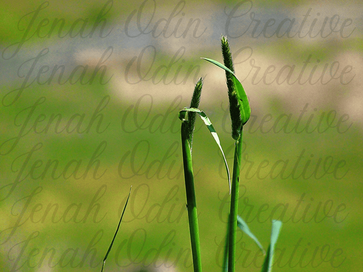 The Grass Shoot