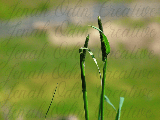 The Grass Shoot