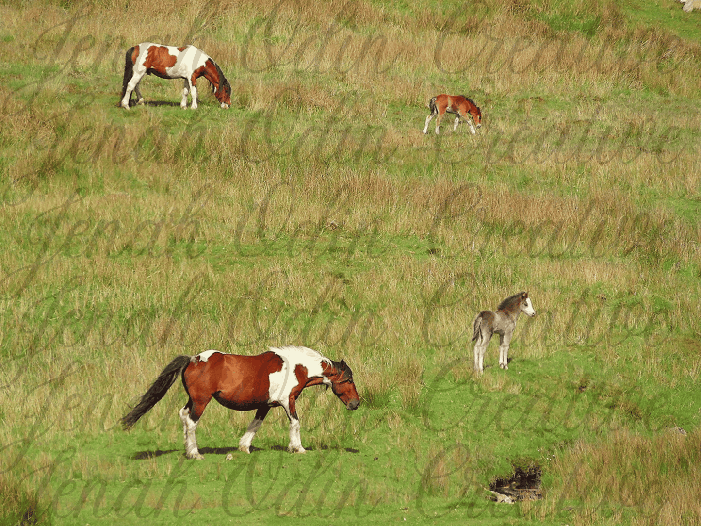 The Horse & The Foal