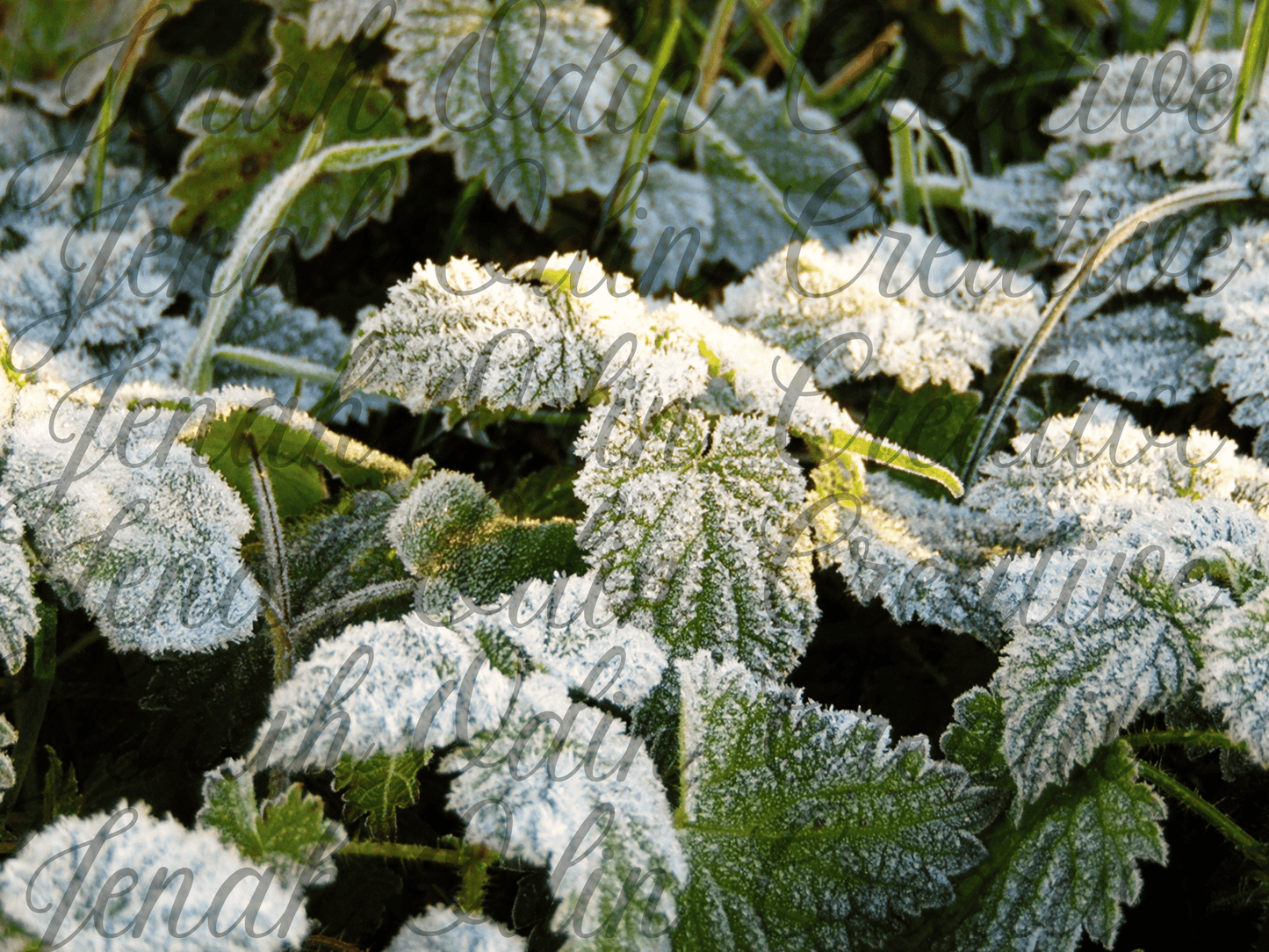 The Frost #5