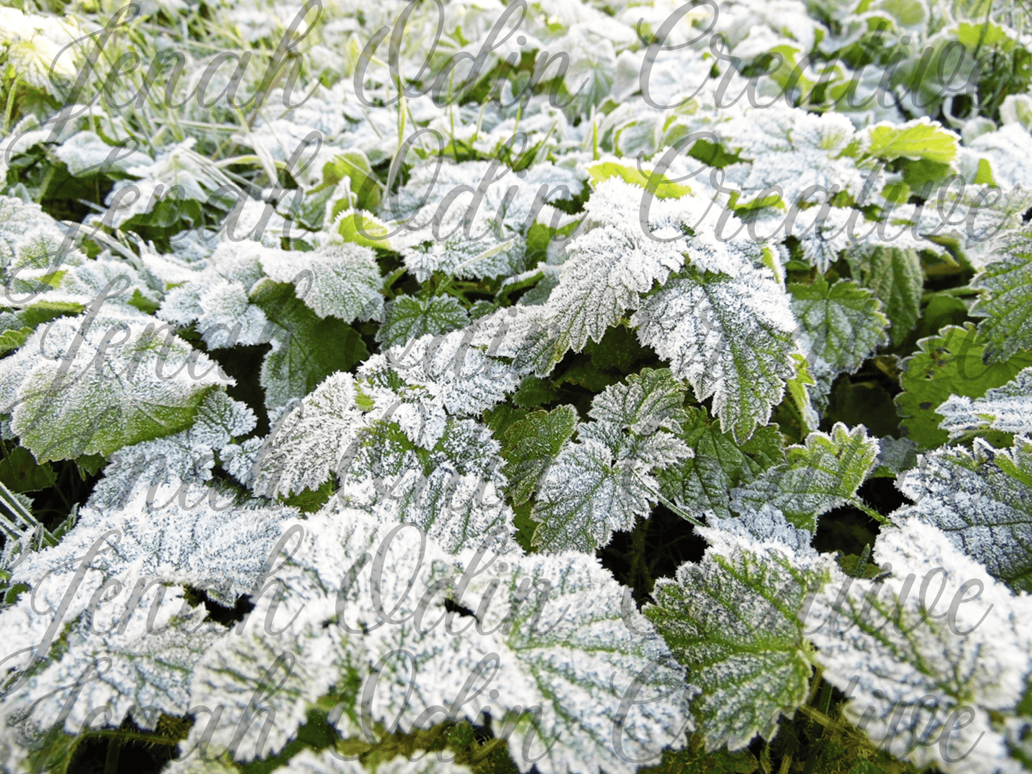 The Frost #7